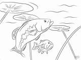 Largemouth Robalos Striped Fische Ausmalbild Robalo sketch template