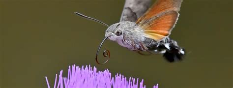 hummingbird hawk moth facts insects  education