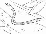 Worm Lombriz Vermi Ausmalbilder Terre Kolorowanki Lombrices Worms Wurm Verme Wiggle Ausmalbild Printmania Supercoloring Robak Imprimir Insekten Kolorowanka Druku Wiggler sketch template