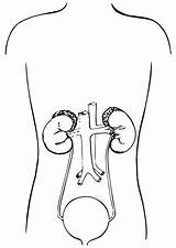 Coloring Sistema Urinario Para System Urinary Cuerpo Niños Dibujos Dibujo Edupics Desde Guardado Humano sketch template