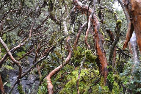paper tree forest cajas national park southern ecuador national