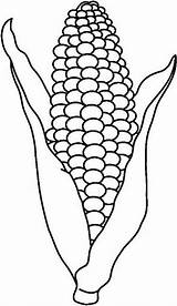Coloring Pages Corn Outline Color Cob Biz Drawing sketch template