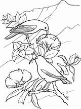 Coloring Hawaiian Honeycreeper Pages Iiwi Printable Bird Birds Hawaii Categories Clipart sketch template