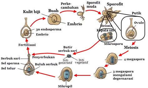 Proses Dan Struktur Siklus Hidup Tumbuhan Angiospermae Berbagai
