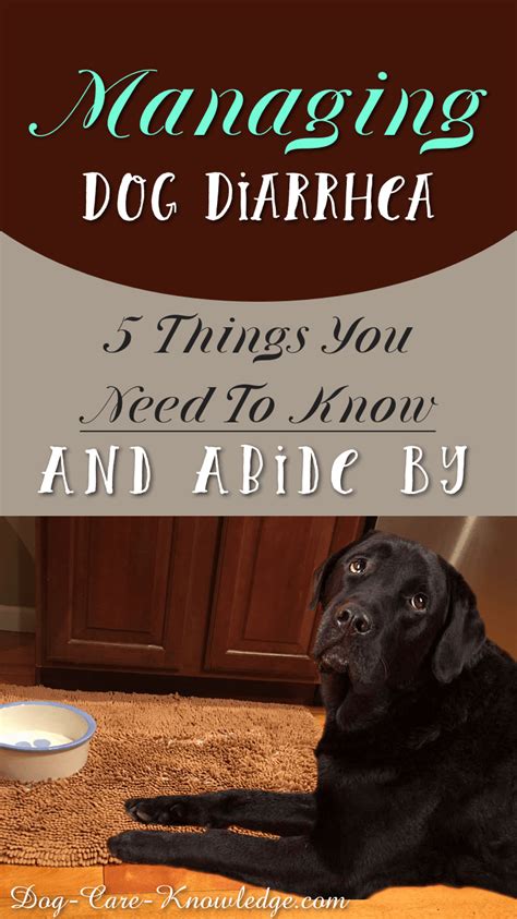 managing dog diarrhea        abide