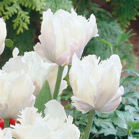 buy tulip white parrot  parkers dutch bulbs