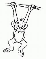 Monkey Hanging Tree Coloring Drawing Template Pages Clipart Easy Outline Realistic Cartoon Printable Cliparts Monkeys Jungle Cute Print Clip Vbs sketch template