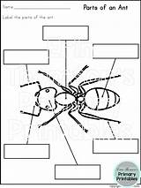 Ant Parts Label Worksheets Body Paste Cut Choose Board Ants Science sketch template