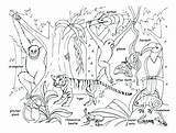 Rainforest Animals Coloring Jungle Drawing Pages Habitat Forest Kids Trees Safari Drawings Animal Baby Tropical Scene Getdrawings Paintingvalley Junction Color sketch template