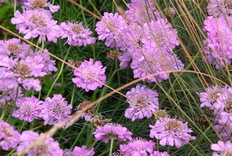 scabiosa pincushion flower plant care growing guide