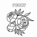 Coloring Flowers Flower Pages Peony Color Printable Toddler sketch template