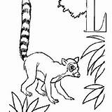 Tailed Ring Lemur Coloring Getcolorings Little sketch template