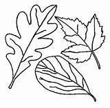 Coloring Leaves Leaf Autumn Drawing Fall Pages Holly Tree Maple Without Printable Thanksgiving Falling Color Kids Print Berries Drawings Getdrawings sketch template