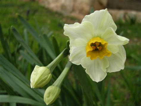 jerusalem flower  wtfigo  deviantart