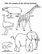 Animals Coloring African Savanna Exploringnature Pdf sketch template