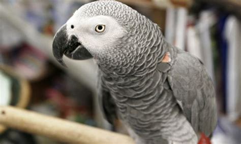 missing parrot turns up minus british accent and speaking