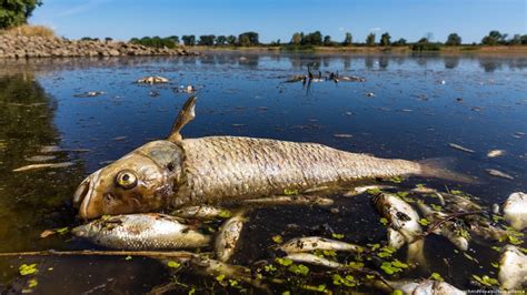 mysterious mass fish kill  oder river expands dw