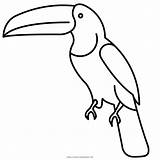 Toucan Tucan Ultracoloringpages Clipartkey sketch template