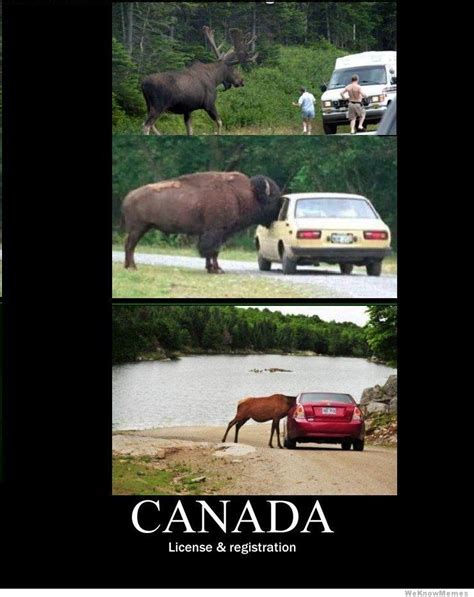license and registration moose meme by canadianmemes memedroid