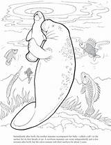Manatee Coloring Pages Printable Cute Dugong Color Print Dover Animals Book Colouring Baby Drawings Books Mom Sea Adult Getdrawings Animal sketch template