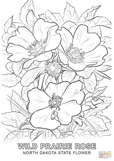 montana state bird coloring page   gambrco