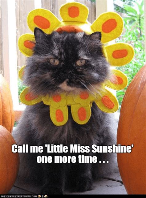 Little Miss Sunshine Lolcats Lol Cat Memes Funny