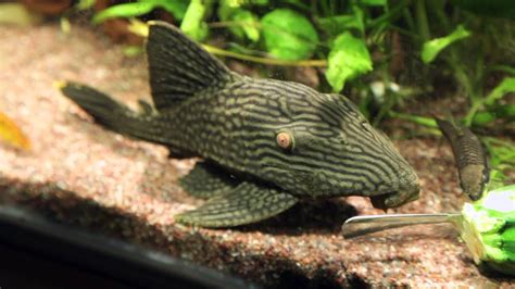 watermelon pleco youtube