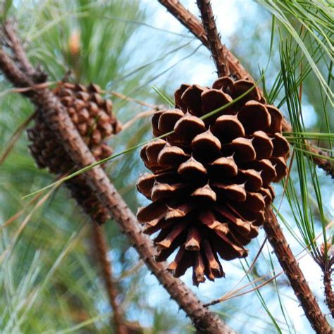 pinecones  guide  identification