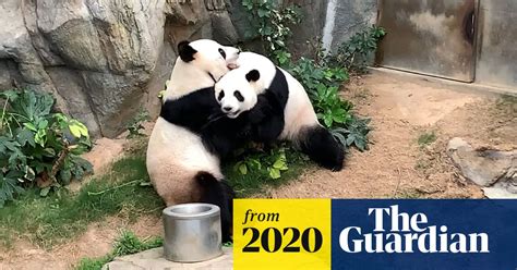 Hong Kong S Pandas Mate For First Time In Decade In Privacy Of