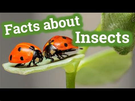 facts  insects  kids classroom learning video youtube
