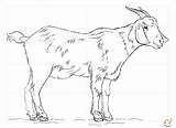 Goat Drawing Draw Coloring Realistic Step Pages Pencil Sketch Kids Supercoloring Boer Cute Drawings Cartoon Outline Easy Billy Printable Colouring sketch template