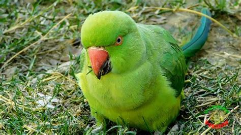 Sex Indian Ringneck Parrot – Telegraph