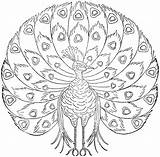 Peacock Coloring Pages Printable Kids Peacocks Print Color Embroidery Adults Patterns Bestcoloringpagesforkids Books Getcolorings Getdrawings Choose Board sketch template