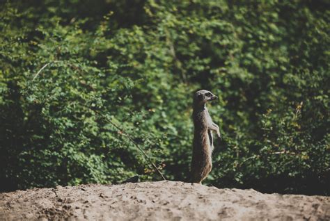 stokstaartje alle informatie beekse bergen