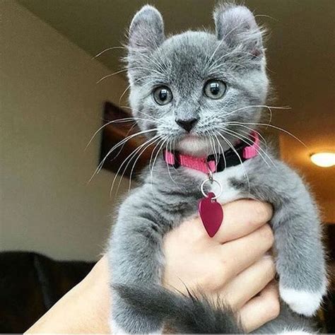 Cute Kitten Wearing Collar With A Red Heart Luvbat