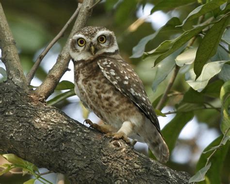 spotted owlet athene brama