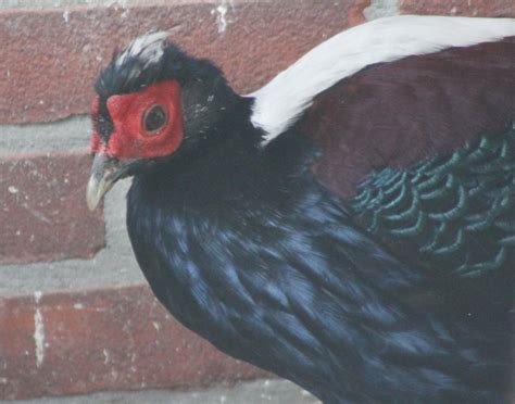 swinhoes pheasant male zoochat