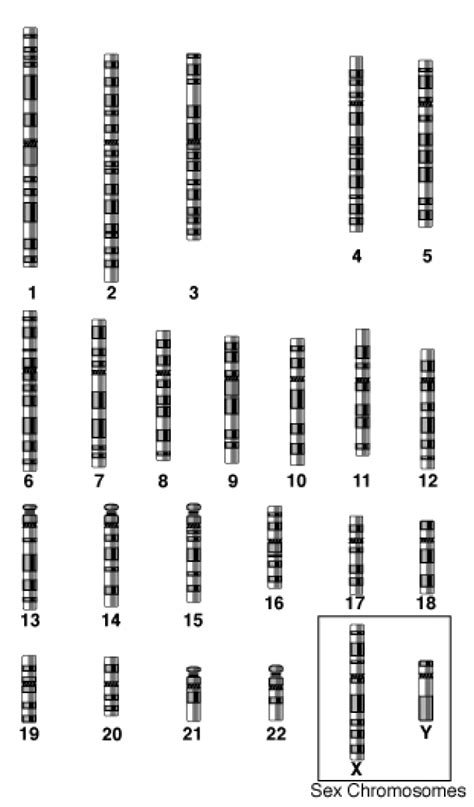 Human Chromosomes And Genes ‹ Opencurriculum