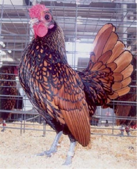 Golden Sebright Bantams Bantam Chicks Cackle Hatchery®