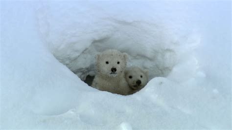 polar bear digging den