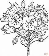 Coloring Mountain Laurel Azalea Kalmia Latifolia Columbine Flower Drawing Printable Color State Pages Connecticut Flowers Bird Books Online Supercoloring Getdrawings sketch template