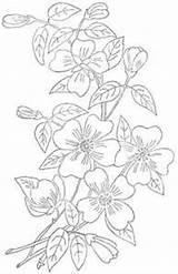 Dogwood Flowers Embroidery Patterns Hand Flower Pattern Designs sketch template