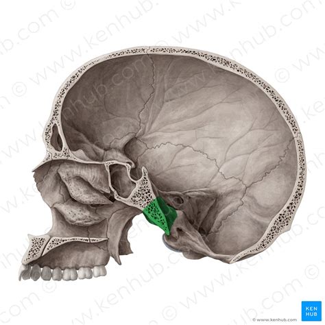 Occipital Bone Anatomy Borders And Development Kenhub