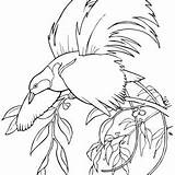 Coloring Getdrawings Paradise Bird Quetzal sketch template