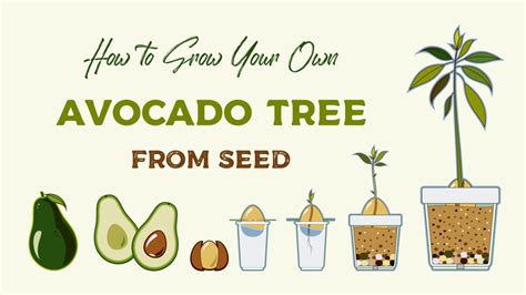 Growing An Avocado Tree From Seed The Old Farmers Almanac