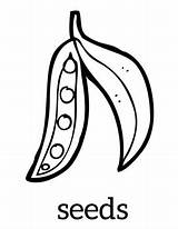 Seeds Coloring Sheet sketch template
