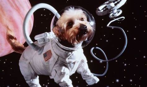 top ten facts  dogs   space missions expresscouk