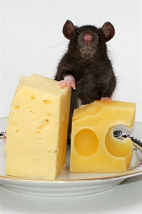 mouse  cheese met afbeeldingen