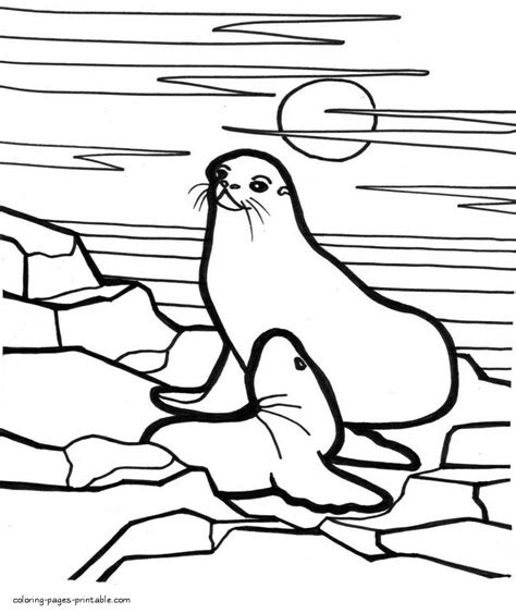 baby seal coloring pages coloring pages printablecom