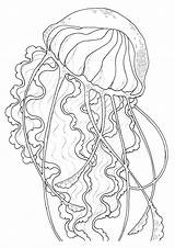 Qualle Jellyfish Malvorlagen Printables Getdrawings sketch template